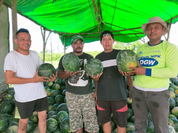 Kelompok Tani Lokal Albuah, ketika menunjukan hasil panen buah semangka madrid miliknya.